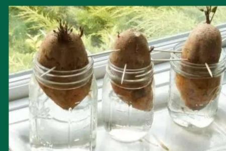 地豆储存不长芽的方法