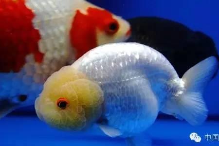 玻璃鳞兰寿是什么品种