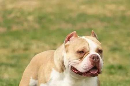 恶霸犬为什么一直哈气