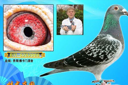 佛卡门小体型信鸽特点