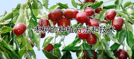 什么季节适合栽枣树