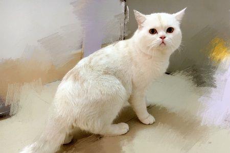 英短公猫的生长周期