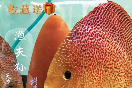七彩神仙鱼生长速度