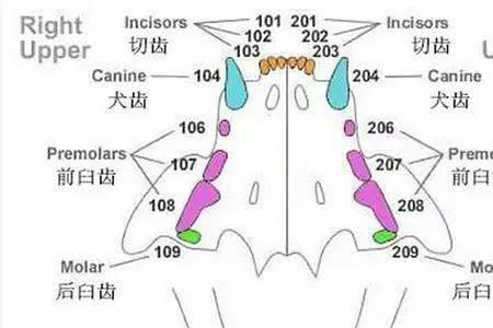 买马为什么要看牙口好不好