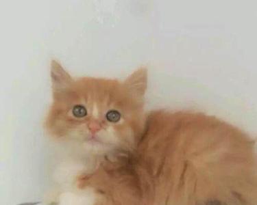 黄色小母猫什么品种