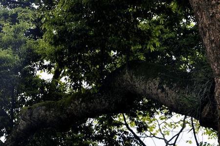 峨眉山什么树最多
