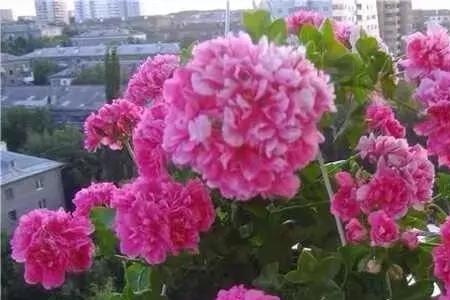 变色龙天竺葵勤花吗