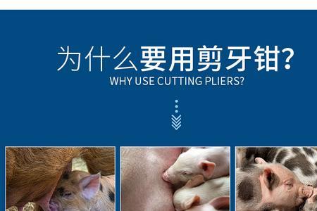 猪奶粉可以喂兔子吗