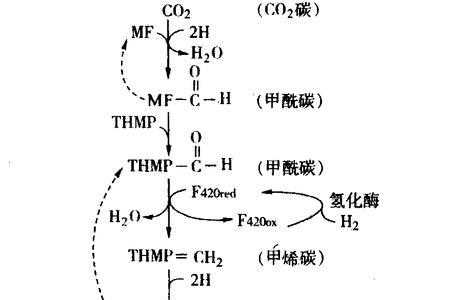 甲烷氧化菌素的介绍