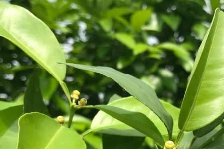 沃柑幼果可做枳实吗