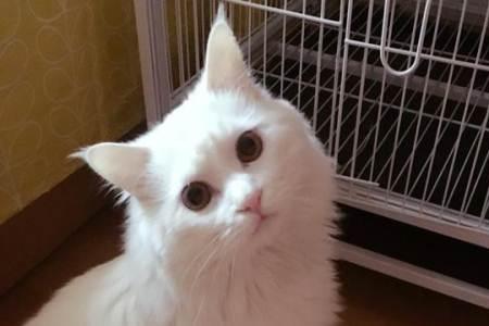 临清狮子猫和山东狮子猫的区别