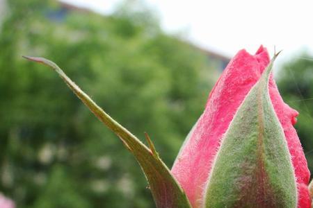 花蕾使者是什么意思
