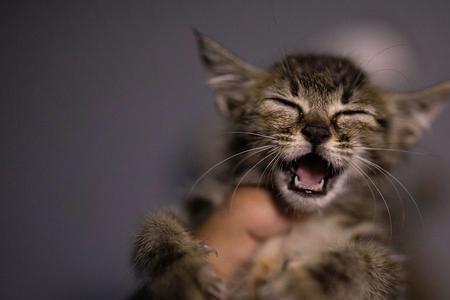 猫咬死鸟的真正原因