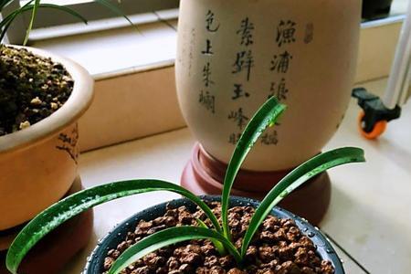 兰花中的永怀素属于建兰｀墨兰