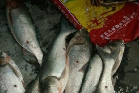 大连大窑湾锚地能钓什么鱼