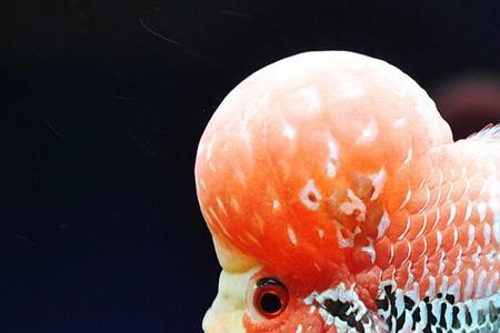 罗汉鱼神情呆滞不游动怎么回事