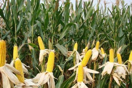 100斤玉米每斤1.07分应该卖多少钱