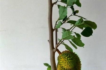 菠萝蜜种植三个月样子