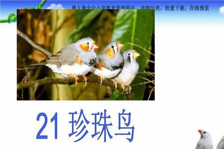 3个月的珍珠鸟能与5个月的配吗