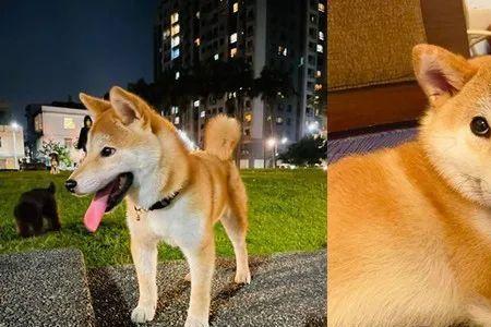 豆柴犬长大后的样子