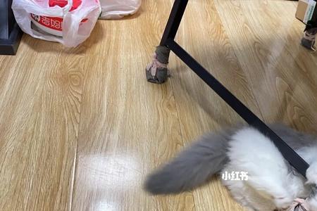 不小心踩了猫一脚怎么办猫跑了