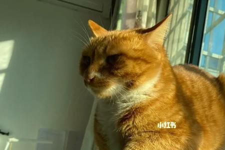 橘猫身长对比表