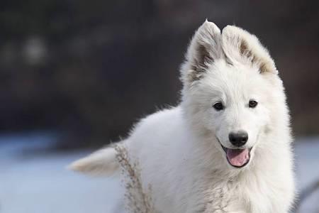 瑞士牧羊犬的优缺点