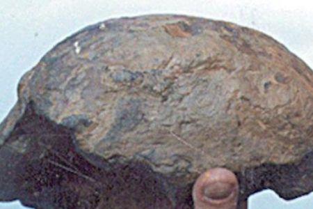 奥特瓦类生物还存在吗