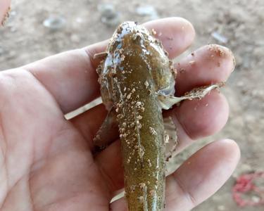 沙光鱼最佳开口时间