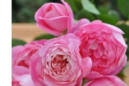 花园梦月季优缺点