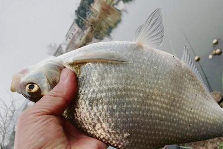 六七米水深夏天钓鳊鱼钓多深