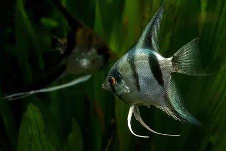 女王鱼怎么喂食