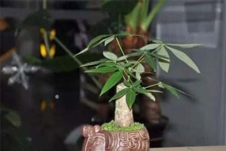椰砖可以种藏红花吗