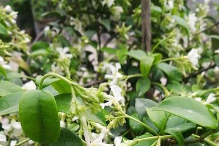 小小白花天上栽的谜底是什么