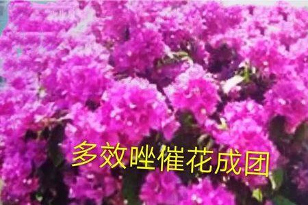 三角梅催花方法康乃馨养植方法