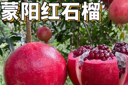 蒙阳红石榴甜度多少