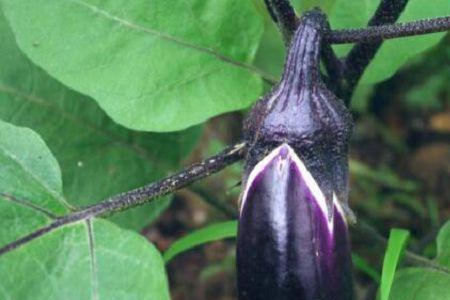 茄子秧割茬后多长时间结茄子