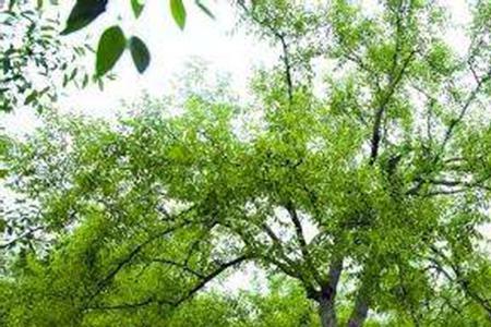 枣树一年长多少高