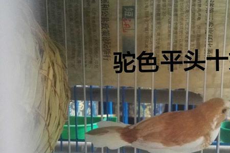 保姆鸟是国家保护动物吗