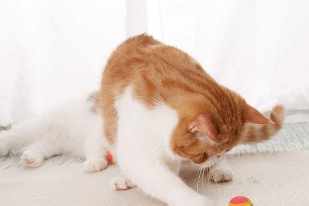 怎样逗猫最有效