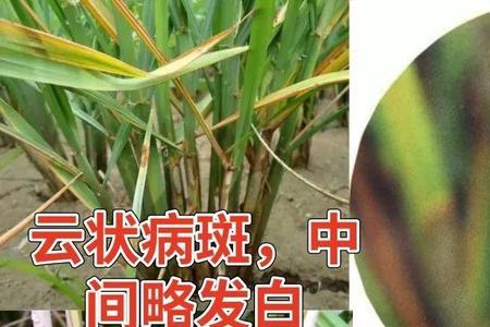 水稻出穗有好多臭虫子怎么办