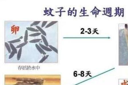 伊蚊的发育过程