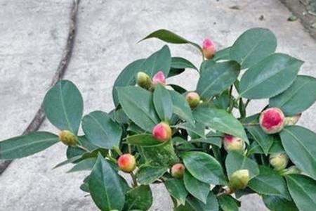 七星茶花怎么养护