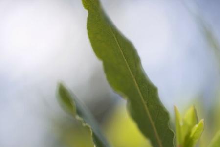 香叶树种植方法