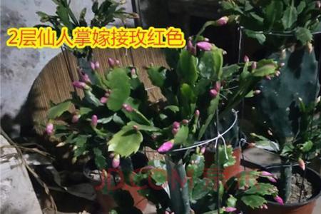 嫁接的令箭荷花能晒太阳吗