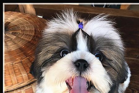 成年西施犬的食量