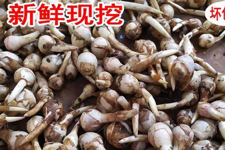 大茨菇好还是小茨菇好