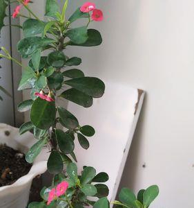 骨刺花有毒吗