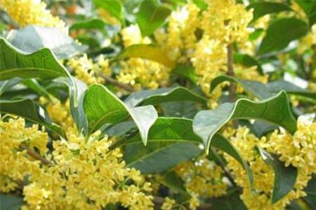紫云桂花开花多久