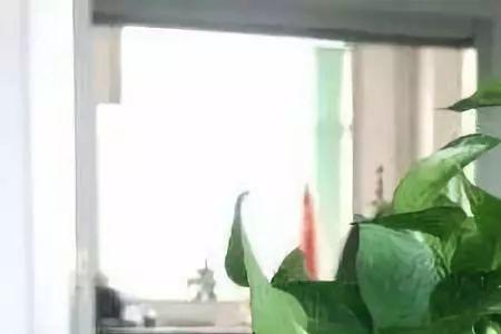 厕所门口放什么植物好